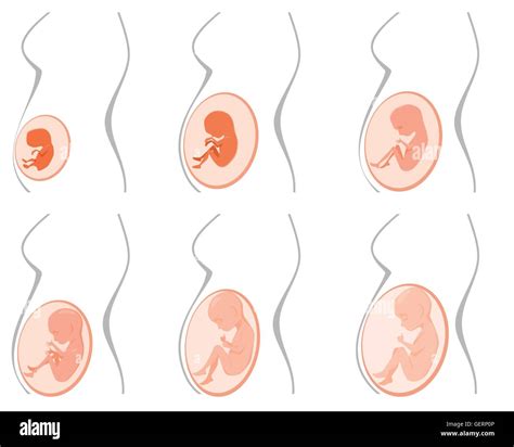 Ilustración Vectorial De Las Seis Etapas Del Embarazo Imagen Vector De