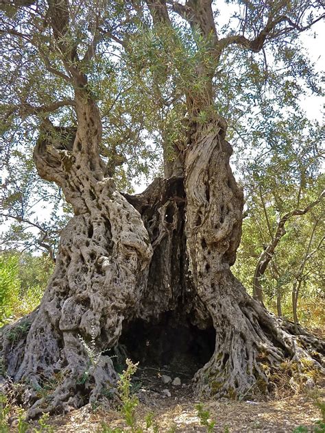 Al Bab The Ancient Olive Trees Of Bechealeh
