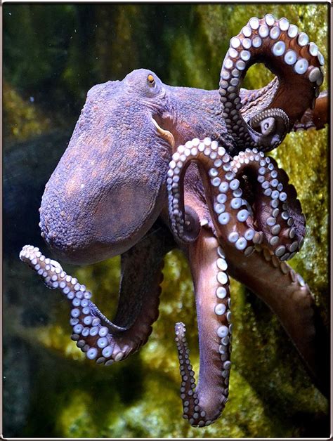 Octopus Large Octopus Photography Octopus Beautiful Sea Creatures