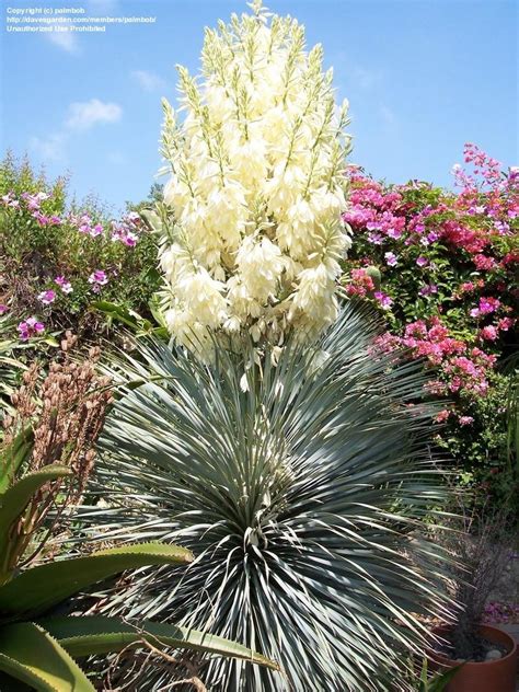 Plantfiles Pictures Yucca Species Beaked Yucca Big Bend Yucca Yucca