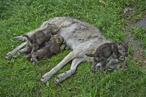 30 Cutest Baby Animals Cuddling With Their Moms