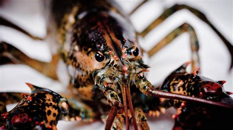 airport security found a 20 pound live lobster in a passenger s checked baggage