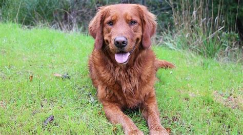 Red Golden Retrievers Color Controversy Puppy Cost And More