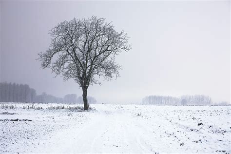 This Picture Features A Tree In A Beautiful Winter Setting