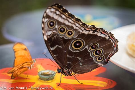 Simplyweb Photography Blue Morpho Butterflies