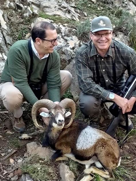 Iberian Mouflon Sheep Spanish Mountain Hunts