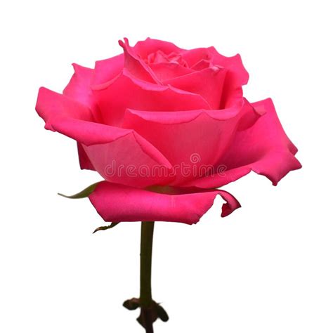 pink rose flower isolated on white stock image image of festive flower 215283005