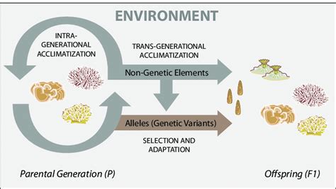 Diagram Showing Within Generation Acclimatization Through Nongenetic