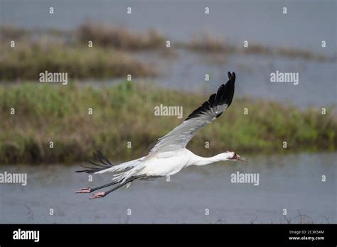 Whooping Crane Grus Americana In Flight Over Winter Habitat Aransas