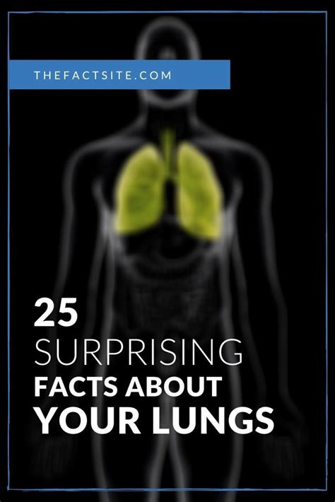 25 Surprising Facts About Your Lungs The Fact Site