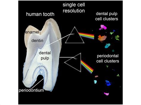 Researchers Complete Atlas Of Single Cells That Make Up Human Teeth