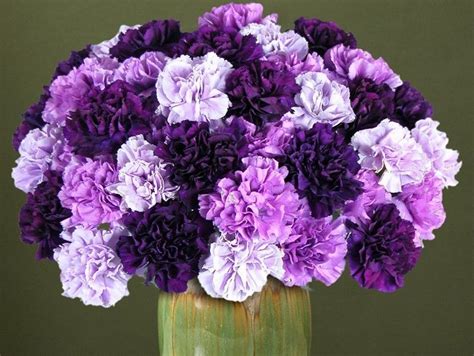 History And Meaning Of Carnations Proflowers Blog Carnation Flower Purple Carnations