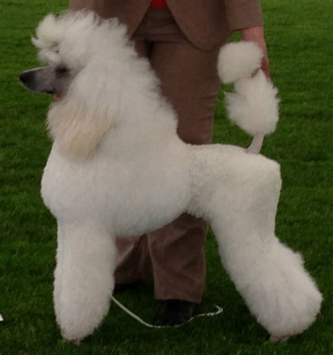 Filepoodle Cropped Wikimedia Commons