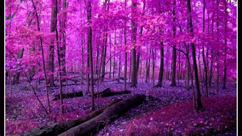 Nature In Pink Wallpapers Wallpaper Cave