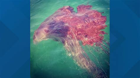 It has been known to have a bell with a diameter of 2.3 metres (7 ft 6 in) and tentacles 37 m (120 ft) long. Massive lion's mane jellyfish gives Acadia tourists a ...