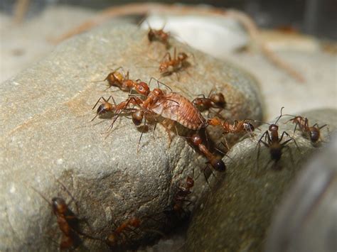 Camponotus Nicobarensis Ant Free Photo On Pixabay Pixabay