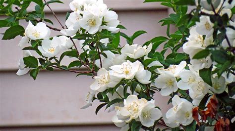 White Flowering Spring Bush Photograph By Kay Novy Fine Art America