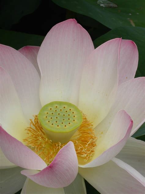 Free Images Nature Flower Petal Bloom Botany Pink Sacred Lotus