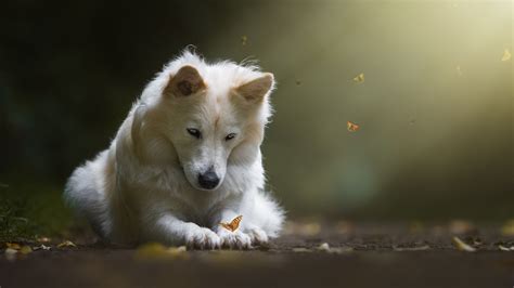 White Wolf Dog Butterfly Hd Wallpaper Life Is Get The