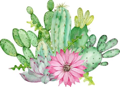 Cactus Arrangement With Pink Flower Watercolor Hand Drawn Illustration