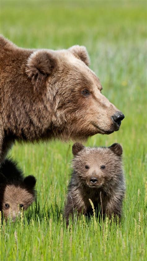 Baby Bear Cub Baby Polar Bears Bear Cubs Grizzly Bears Momma Bear