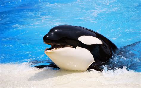 Fotos De Las Orcas