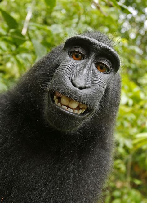 Monkey Selfie Most Beautiful Picture Of The Day September 18 2017