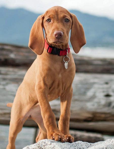 Check out our vizsla puppy selection for the very best in unique or custom, handmade pieces from our shops. Magyar Vizsla Welpen Kaufen 2020