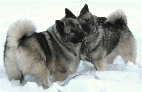 Norwegian Elkhound Dog Breed Information And Images K9