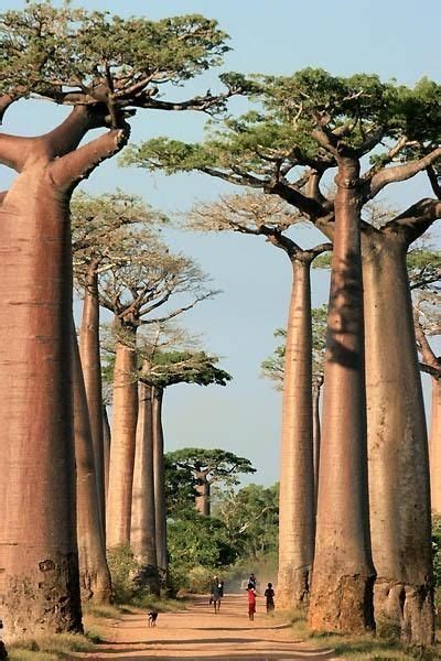 A Group Of Bao Trees In The Middle Of A Dirt Road With People Walking On It