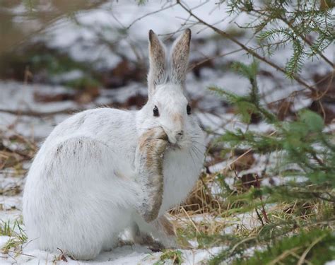 Snowshoe Hare The Biggest Animals Kingdom