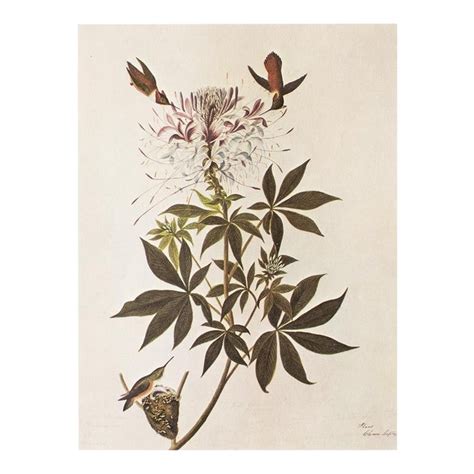Ruff Necked Hummingbirds After John James Audubon 1966 Cottage Print
