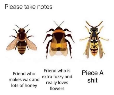 From Left To Right I Think Honey Bee Bumblebee And Yellow Jacket