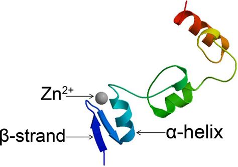 Frontiers C2h2 Zinc Finger Proteins Master Regulators Of Abiotic Stress Responses In Plants