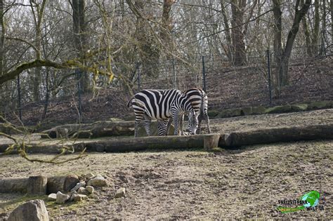 Steppenzebra Allwetterzoo Münster Freizeitpark Weltde