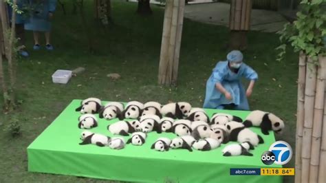 23 Adorable Baby Pandas Make Public Debut In China Abc7 Los Angeles
