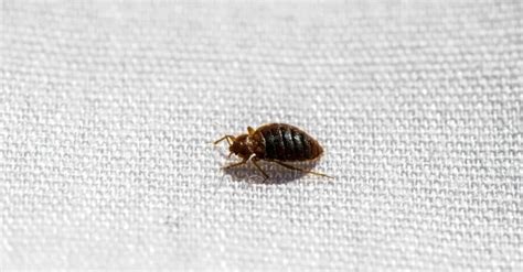 Baby Bed Bugs Pictures Identification And Control