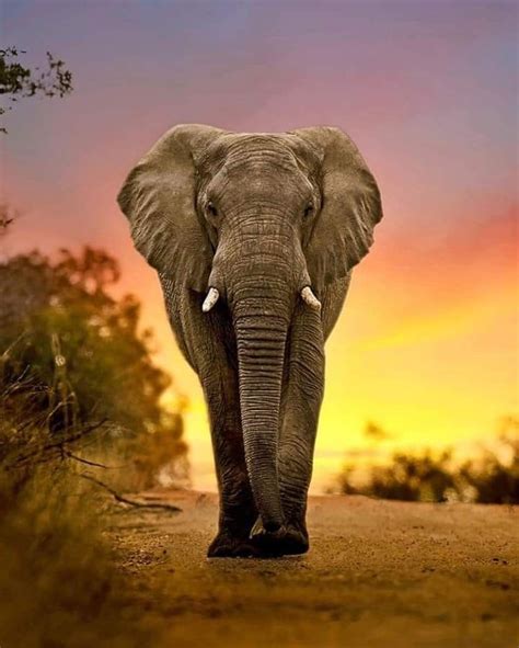 Photo Elephant Bull Elephant Elephant Images Elephant Pictures