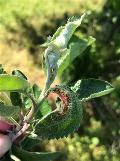 Apple Pest Update May 25 2021 With Audio Onfruit