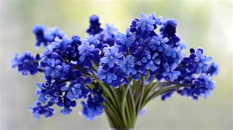 Blue Beautiful Blossom Flowers Bouquet Plant Preview