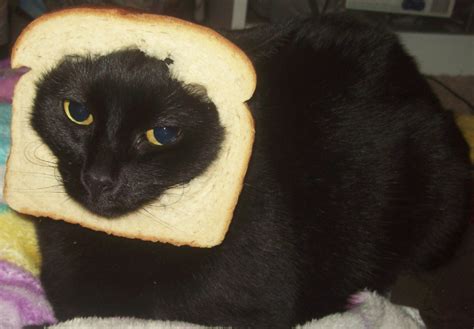 Image 251146 Cat Breading Know Your Meme