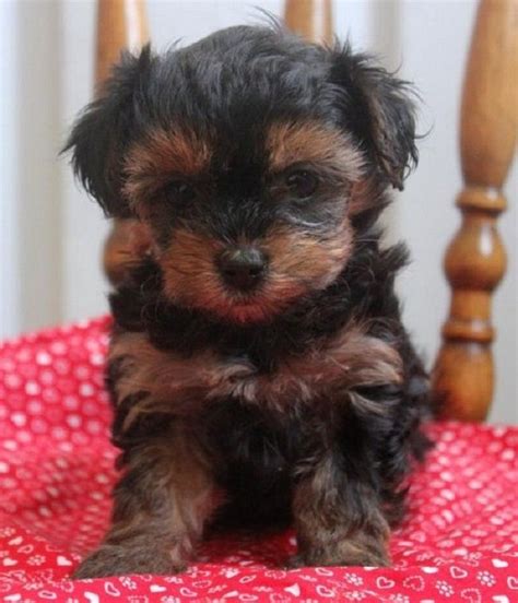 Find puppies and breeders in your area and helpful information. yorkie poo puppies for sale in ohio | Cute Puppies | Wish ...