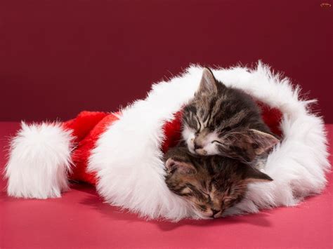 Weihnachten Kittens Katzen Hintergrund 36711904 Fanpop