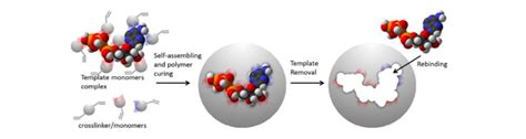 Magnetic Molecularly Imprinted Polymer For Nanomedicine Milan Polymer