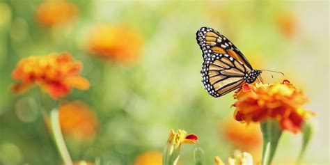 How To Create A Butterfly Garden Attract Birds To Your Garden