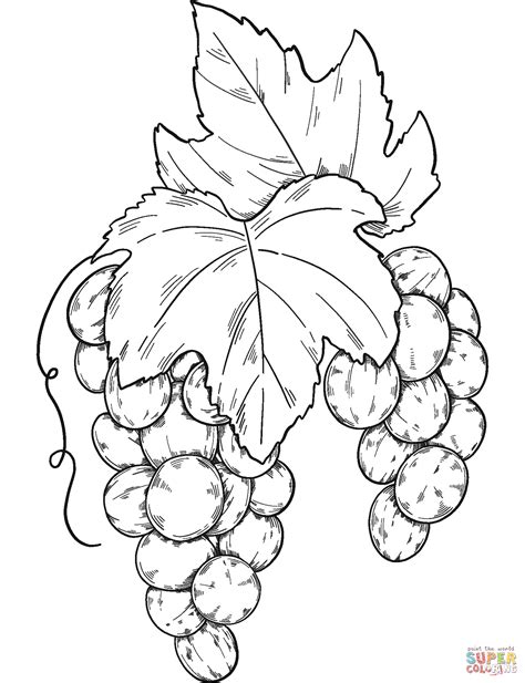 Bunch Of Grapes Coloring Page Free Printable Coloring Pages