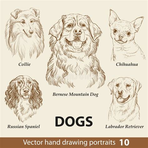 Conjunto De Perros Dibujantes a Mano Parte 10 Ilustración Vectorial