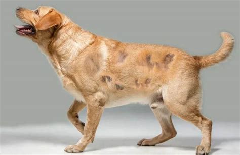 Alopecia Nel Cane Sintomi Cause E Cura Doctorvet