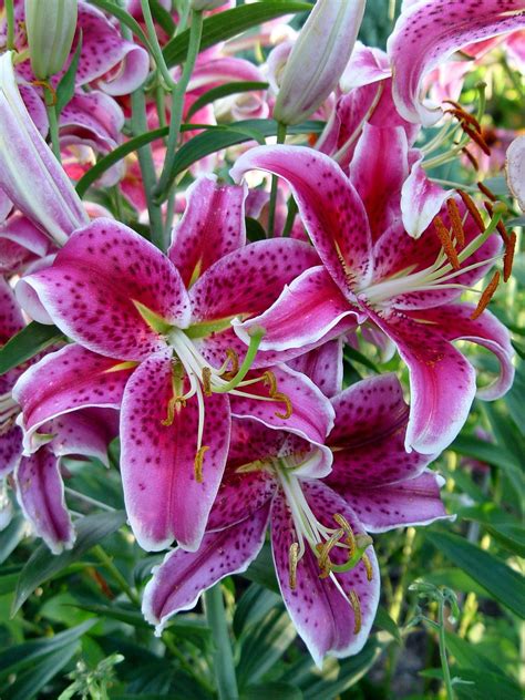 Whens The Best Time To Transplant Stargazer Lilies