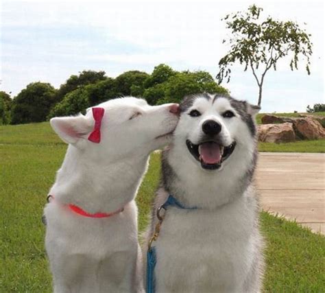 These Dogs Have The Best Smiles